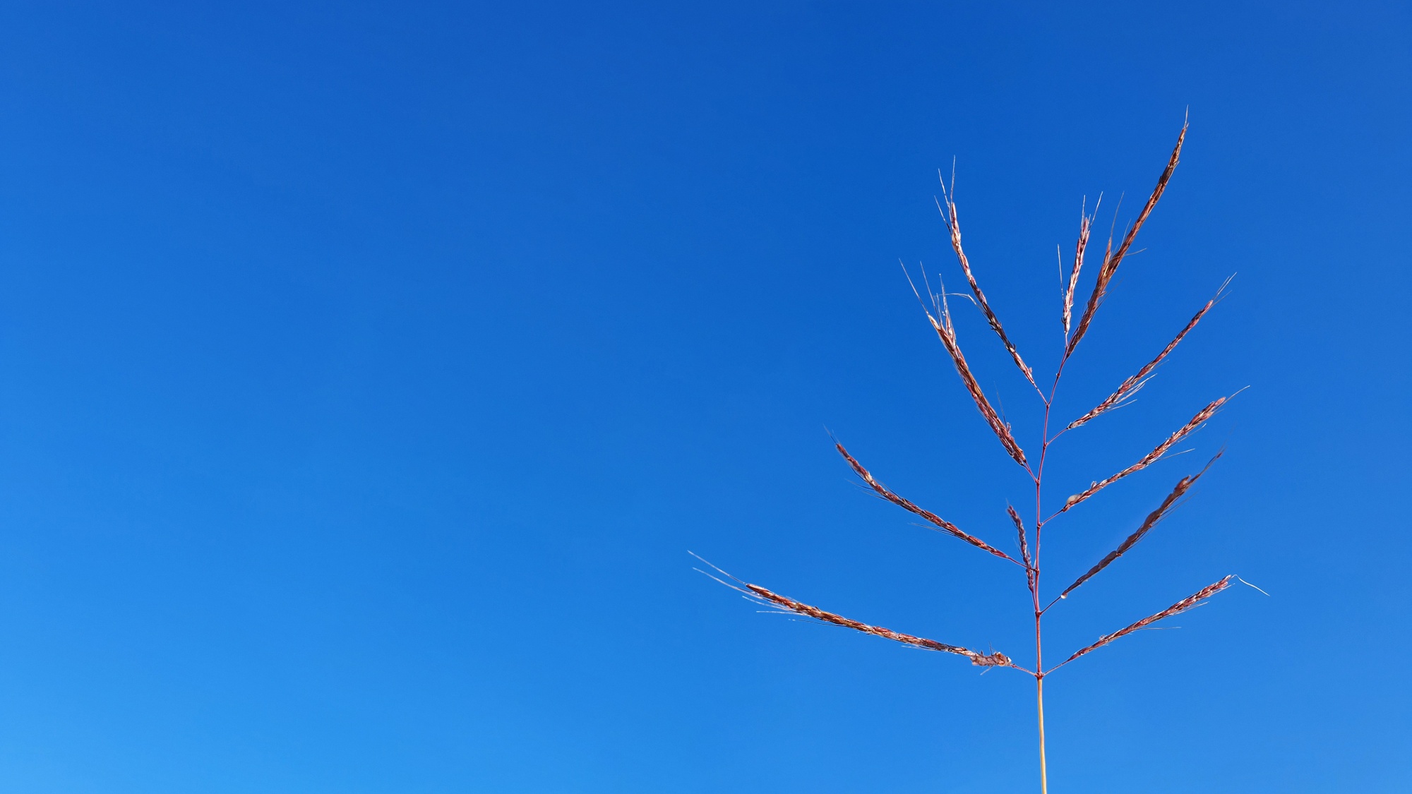 Queensland Native Seeds