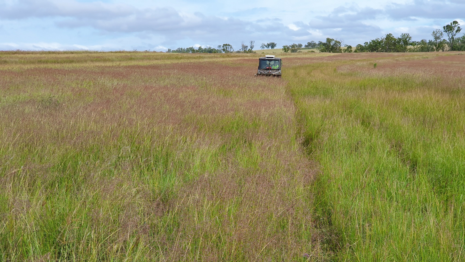 Queensland Native Seeds