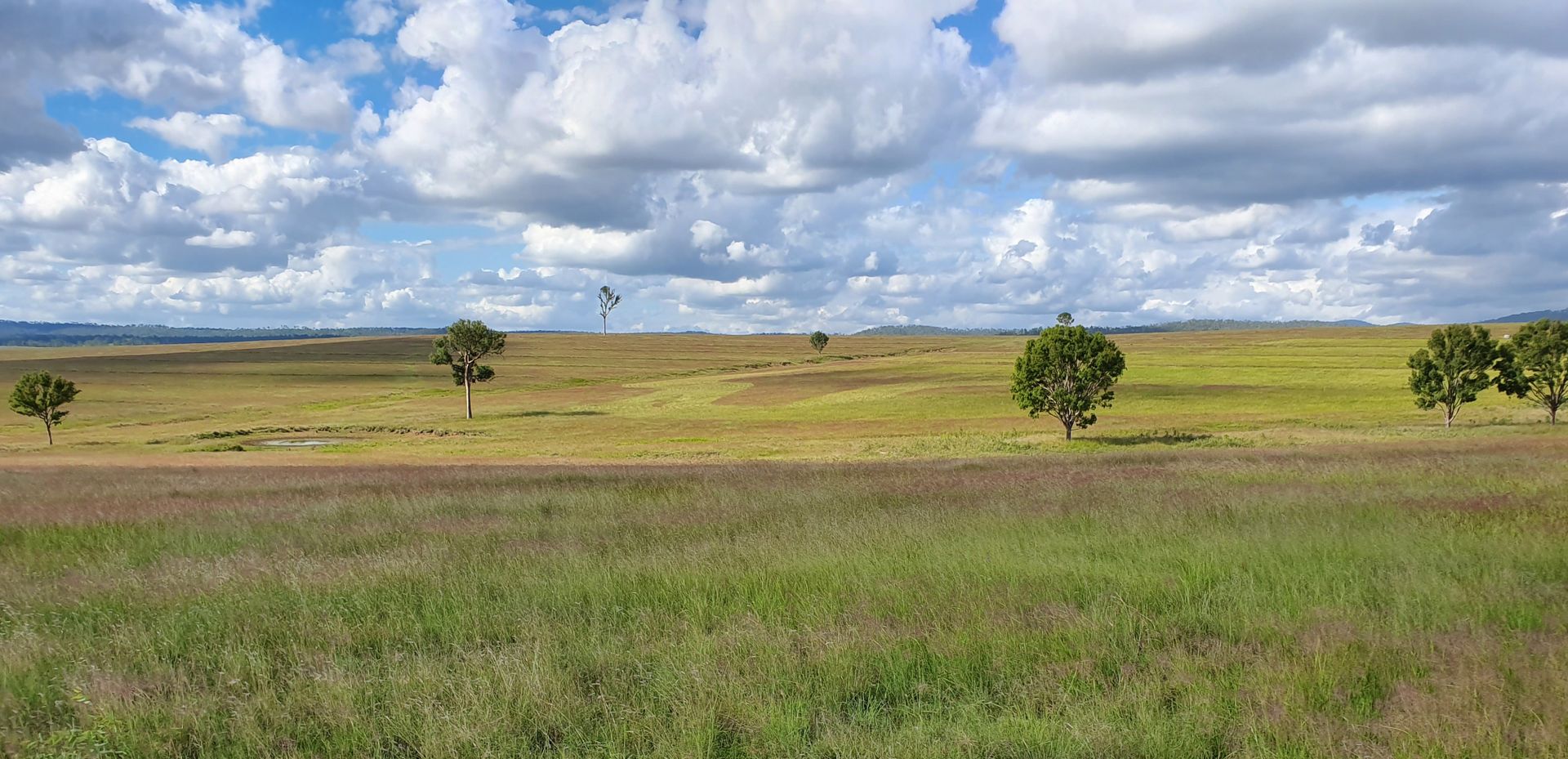 Queensland Native Seeds