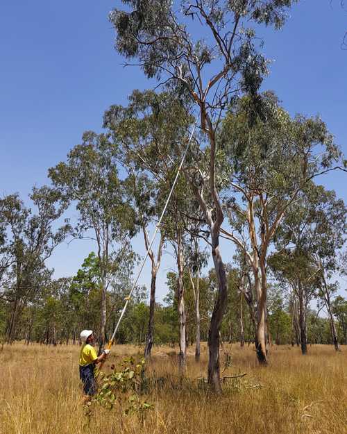 Queensland Native Seeds