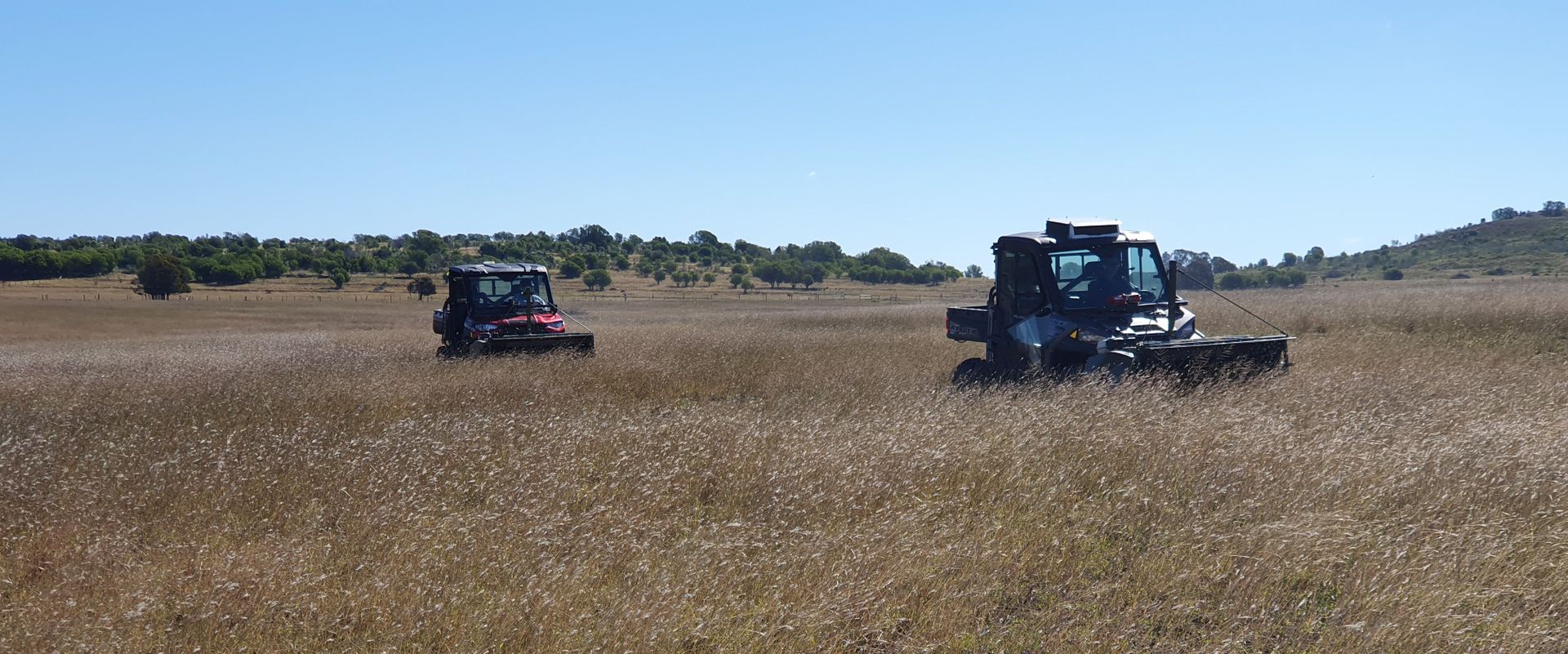 Queensland Native Seeds